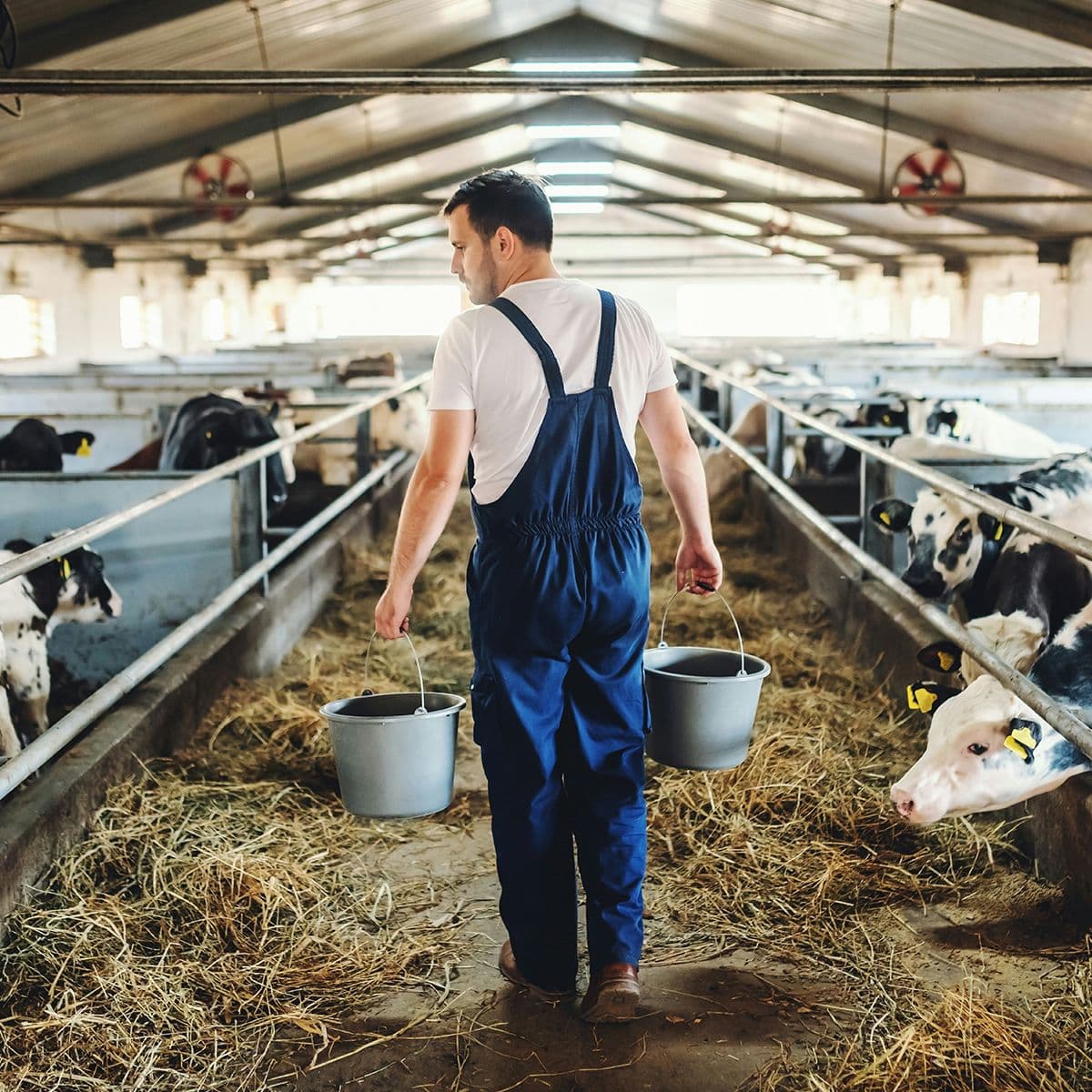 Éleveur en salopette bleue portant deux seaux dans une étable, entouré de vaches en train de manger du foin.